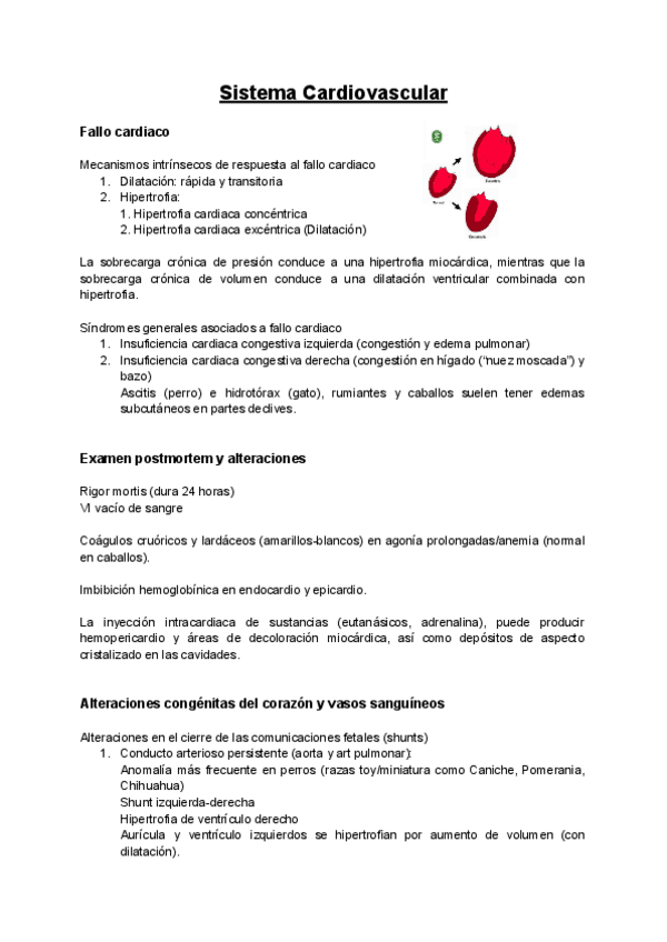 Miniatura del documento APE-Sistema-Cardiovascular.pdf