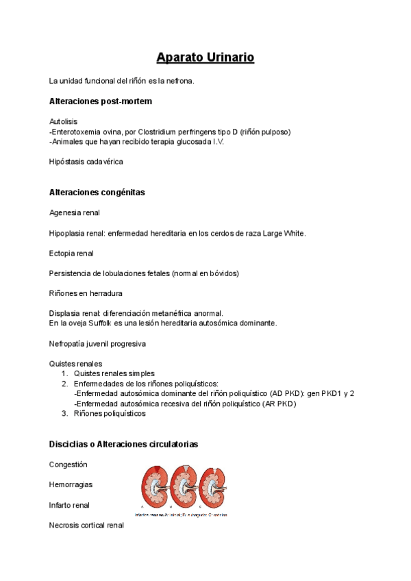 Miniatura del documento APE-Aparato-Urinario.pdf