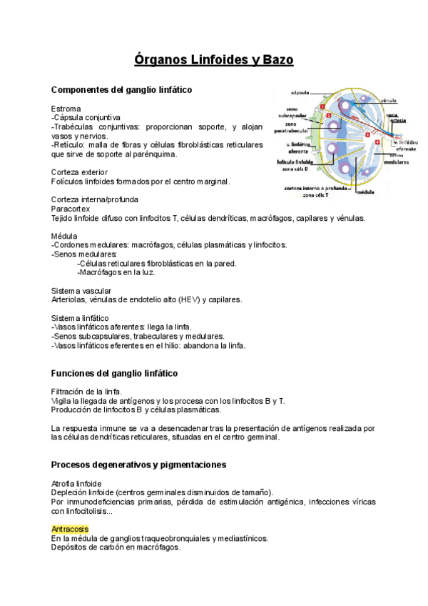 Miniatura del documento APE-Organos-Linfoides-y-Bazo.pdf