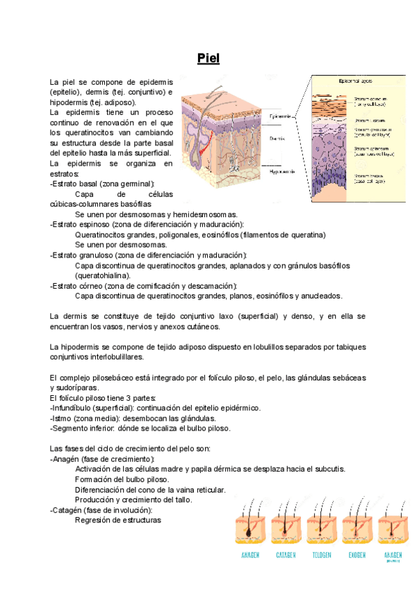 Miniatura del documento APE-Piel.pdf