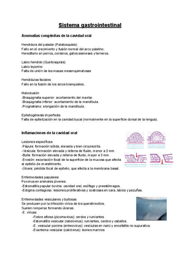 Miniatura del documento APE-Aparato-Digestivo.pdf