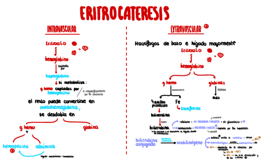 Miniatura del documento Eritrocateresis.pdf