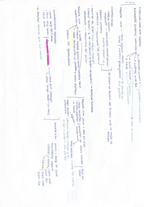 Miniatura del documento Diseccion-cara-posterior-pierna.pdf