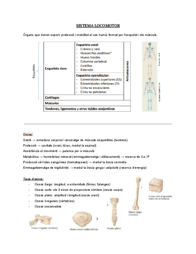 Miniatura del documento T3.-SISTEMA-LOCOMOTOR.pdf