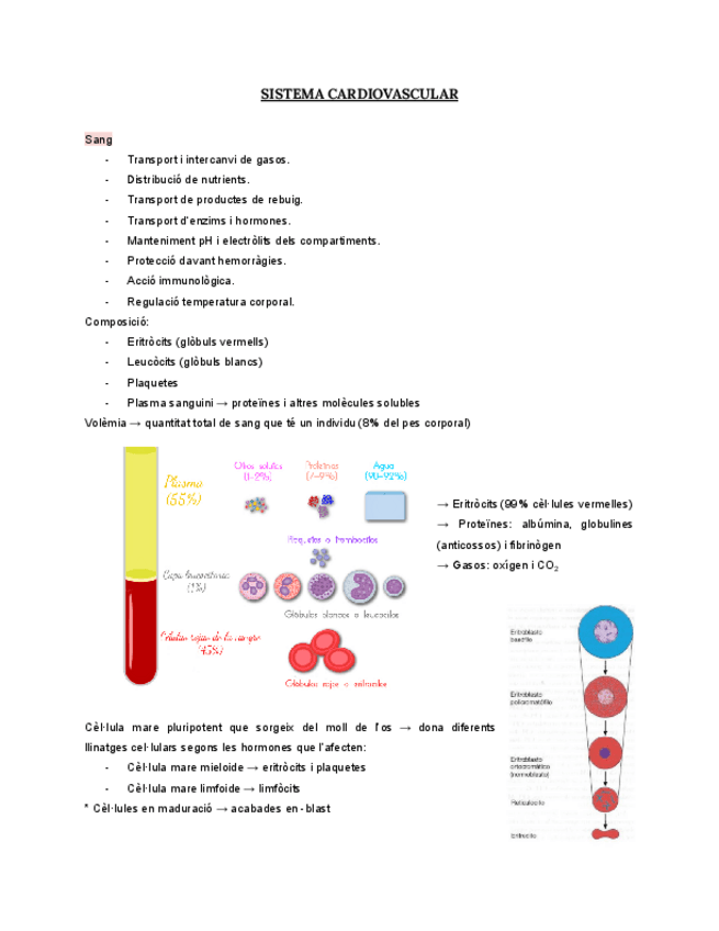 Miniatura del documento T4.-SISTEMA-CARDIOVASCULAR.pdf