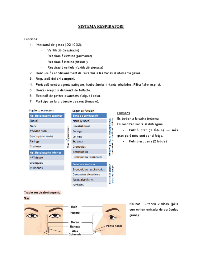 Miniatura del documento T5.-SISTEMA-RESPIRATORI.pdf