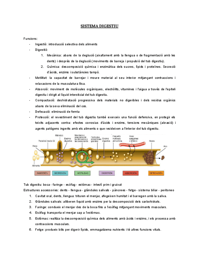 Miniatura del documento T6.-SISTEMA-DIGESTIU.pdf