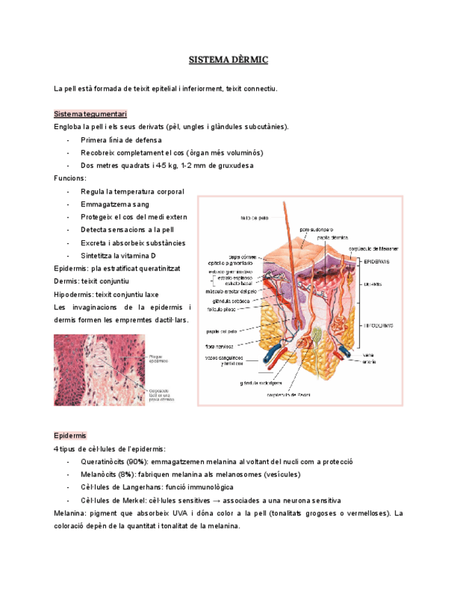 Miniatura del documento T9.-SISTEMA-DERMIC.pdf