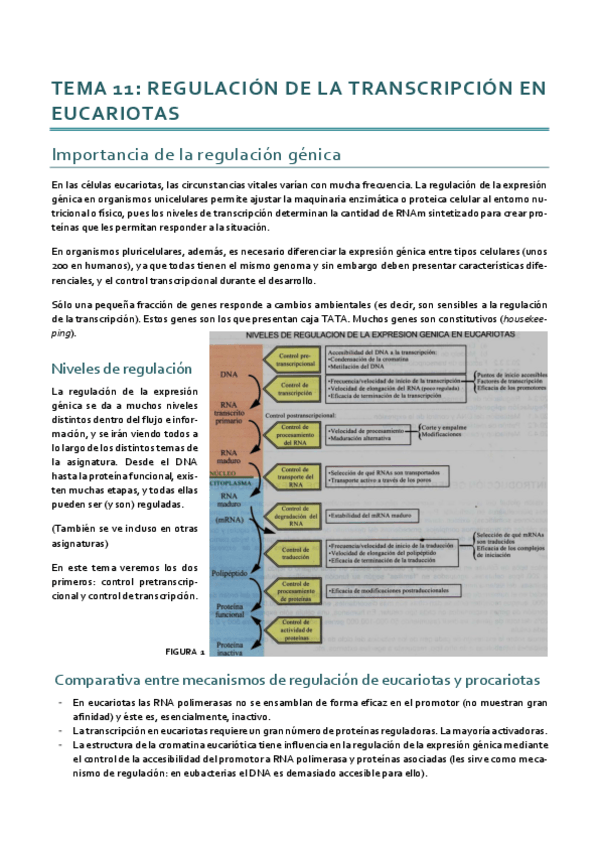 Miniatura del documento Tema 11.pdf