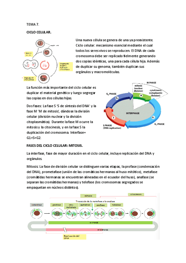 Miniatura del documento T7bioCel.pdf