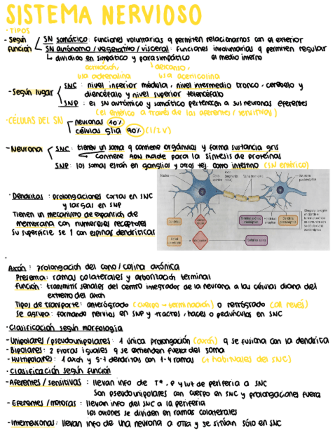 Miniatura del documento Sistema-nervioso.pdf