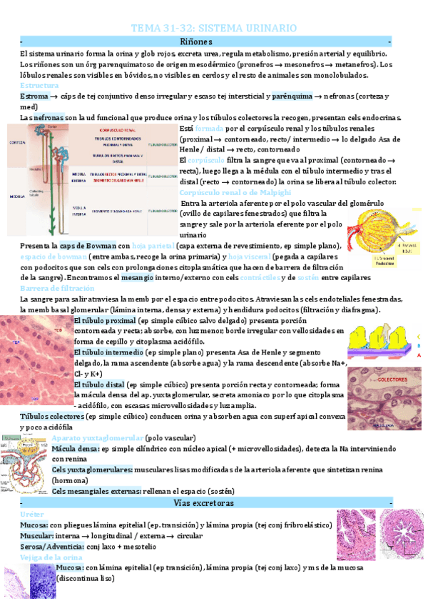 Miniatura del documento HISTOLOGIA-Tema-13-sistema-urinario.pdf