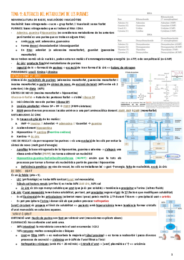 Miniatura del documento Bioquim-Clinica-TEMA-9-purines.pdf