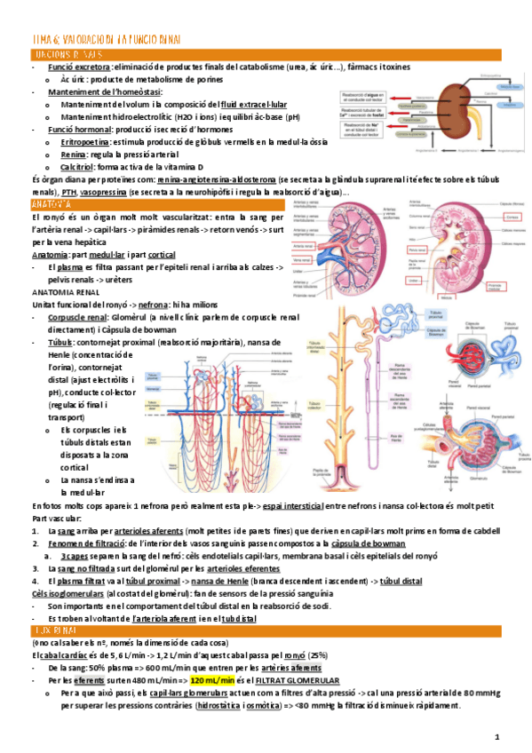 Miniatura del documento Bioquim-Clinica-TOT-temari-2n-parcial.pdf