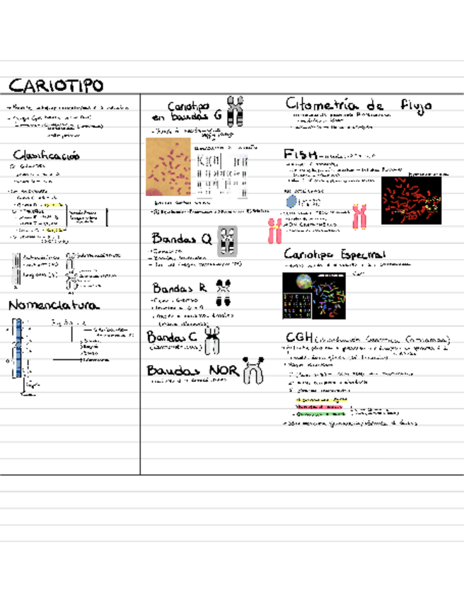 Miniatura del documento CariotipoYAnomaliasCromosomicas.pdf