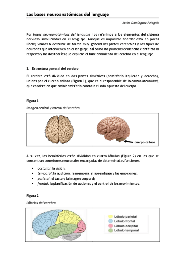 Miniatura del documento TEMA-1-Las-bases-neuroanatomicas-del-lenguaje.pdf