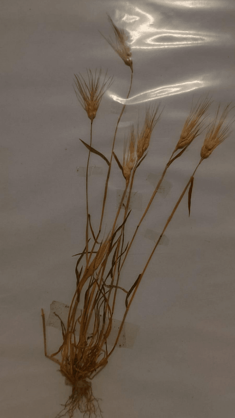 Miniatura del documento VISU-2.pdf