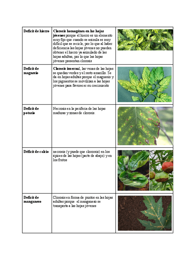 Miniatura del documento Tema-4-fisiologia-vegetal-deficit-y-grupos-de-elementos-esenciales.pdf