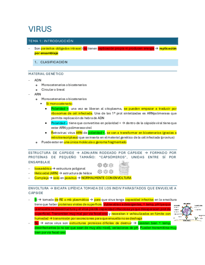Miniatura del documento Apuntes-virus-COMPLETOS-2024-25.pdf