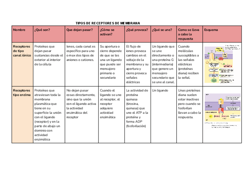 Miniatura del documento Tipos-de-receptores-de-membrana-1.pdf