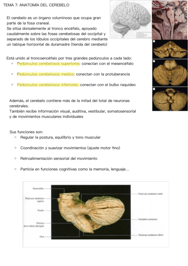 Miniatura del documento Tema-7-anatomia.pdf