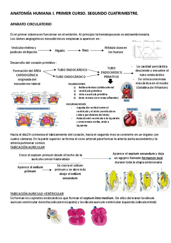 Miniatura del documento Aparato-circulatorio.pdf