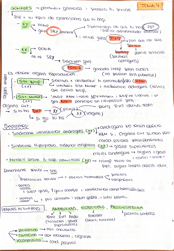 Miniatura del documento resum-a-ma-TEMA-4-FISIO-II.pdf