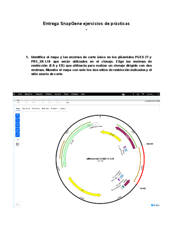 Miniatura del documento Introduccion-a-SnapGene-ejercicios-de-practicas-prelab.pdf
