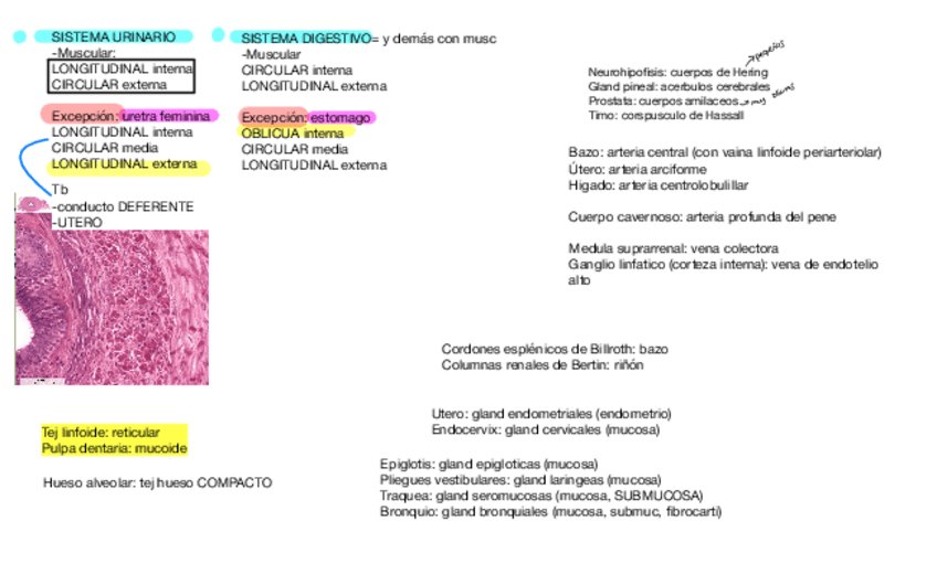 Miniatura del documento Esquemas-resumenes-para-examen-practico.pdf