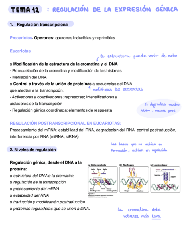 Miniatura del documento Regulacion-Genica.pdf