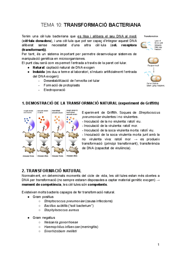 Miniatura del documento tema-10-Transformacio-Bacteriana.pdf