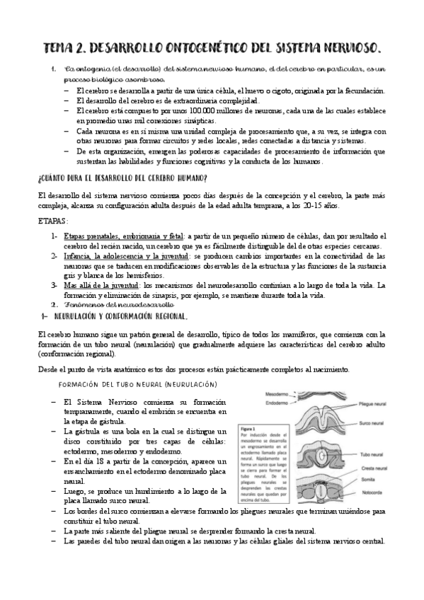 Miniatura del documento TEMA-2.-DESARROLLO-ONTOGENETICO-DEL-SISTEMA-NERVIOSO.pdf