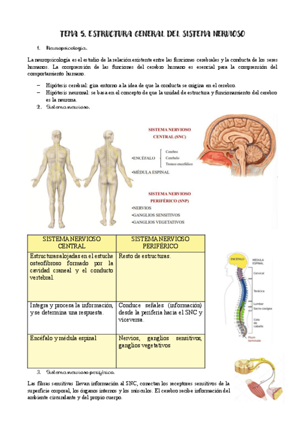 Miniatura del documento TEMA-5.-ESTRUCTURA-GENERAL-DEL-SISTEMA-NERVIOSO.pdf