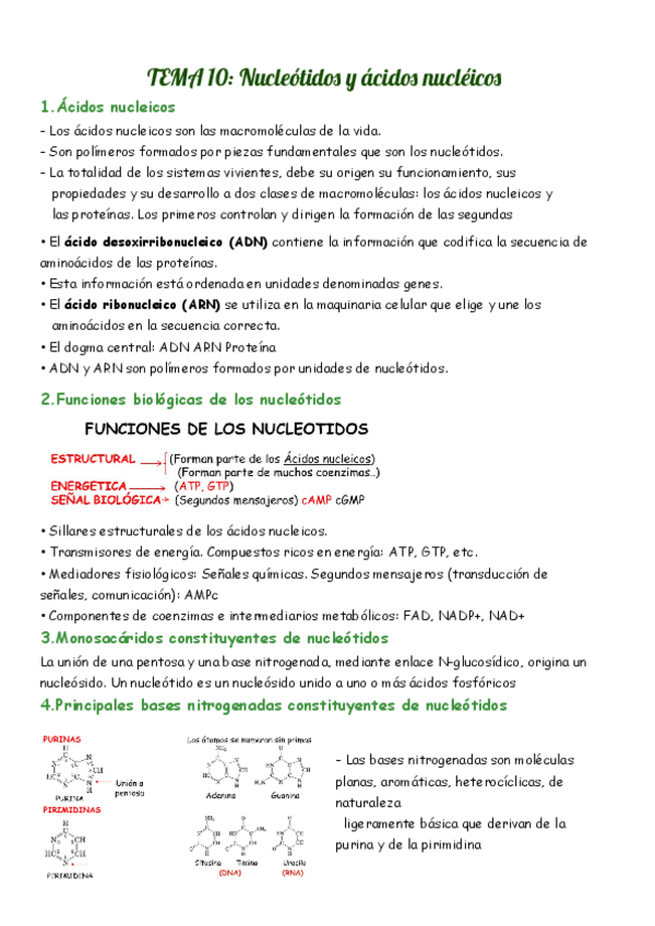 Miniatura del documento Tema-10-Acidos-nucleicos.pdf