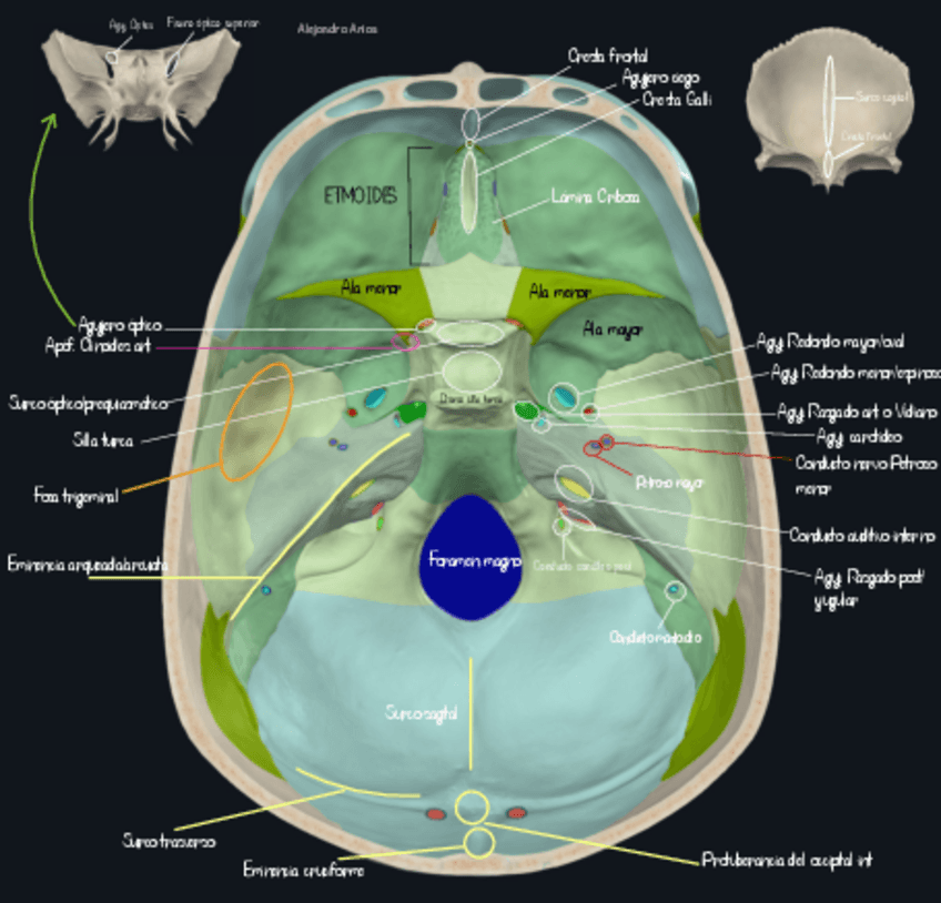Miniatura del documento ENDOCRANEO.pdf