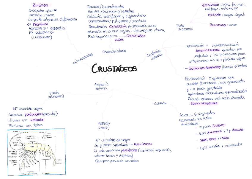Miniatura del documento esquema-crustaceos.pdf