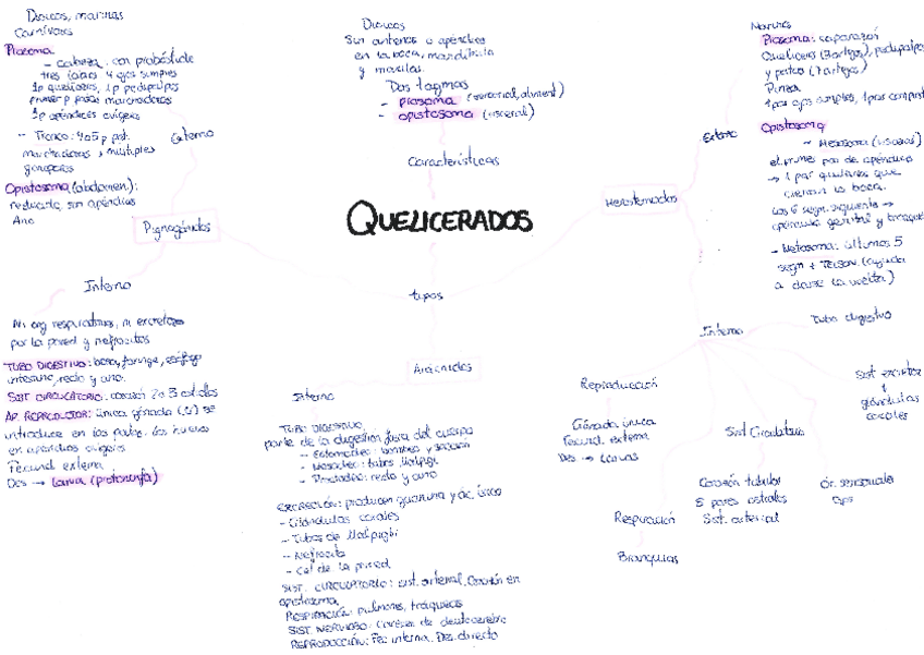 Miniatura del documento esuqema-quelicerados.pdf