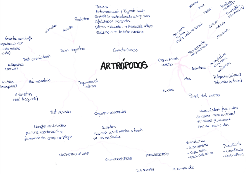 Miniatura del documento esquema-artropodos.pdf