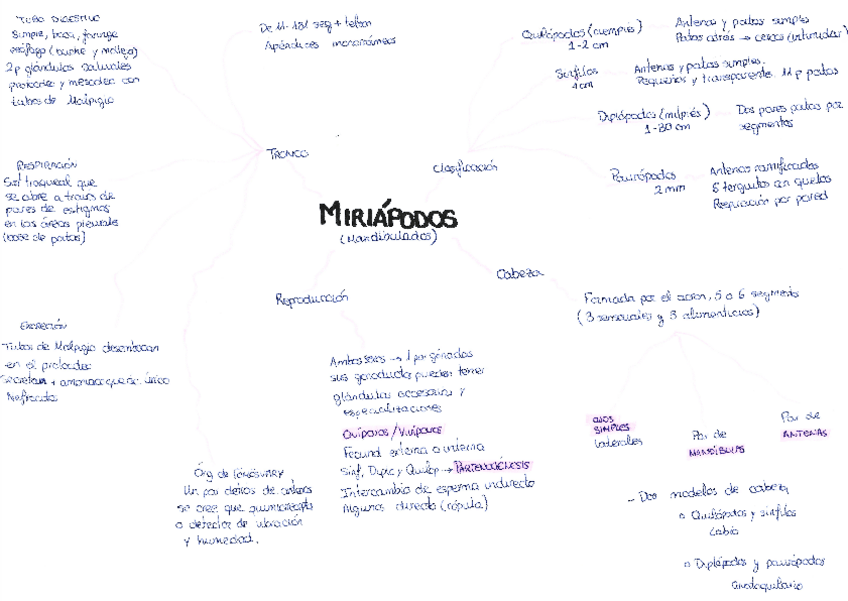 Miniatura del documento esquema-miriapodos.pdf