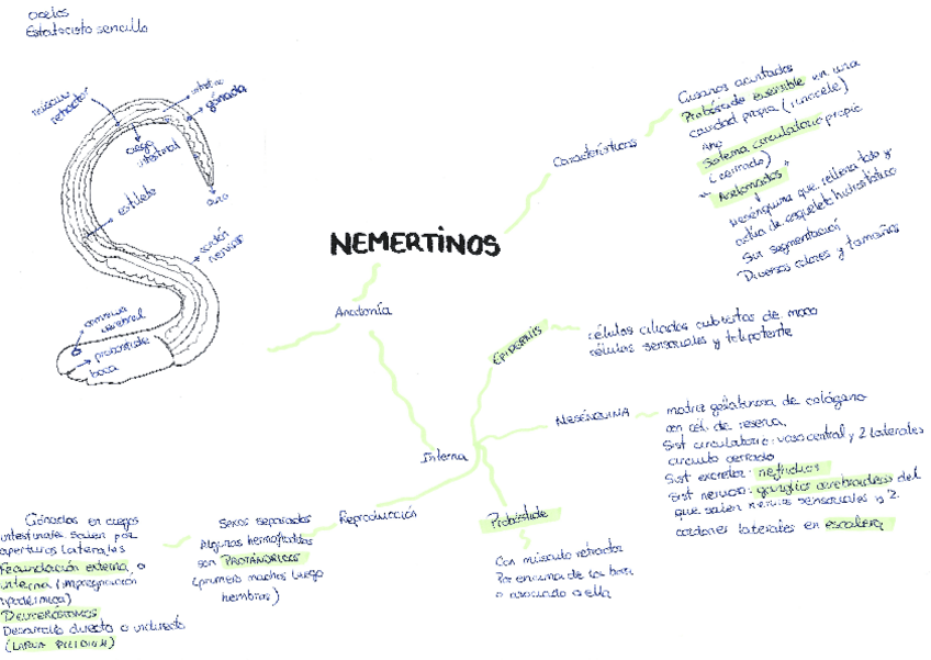 Miniatura del documento esuqema-nemertinos.pdf