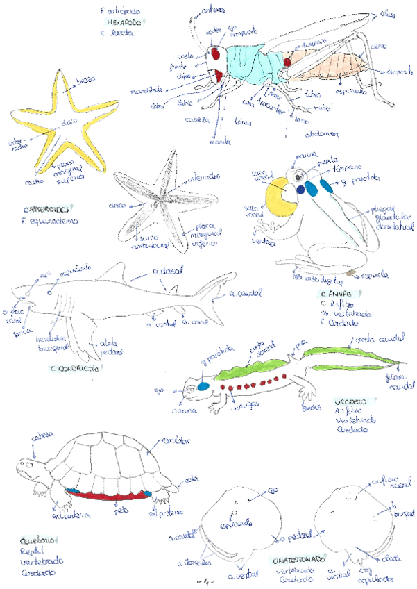 Miniatura del documento dibujos-de-practicas.pdf
