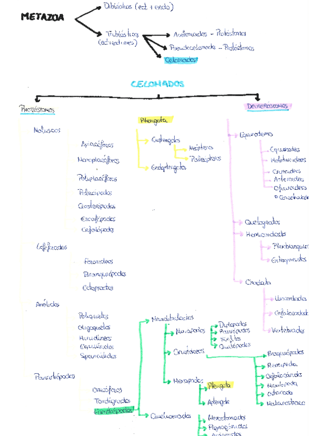 Miniatura del documento clasificacion.pdf