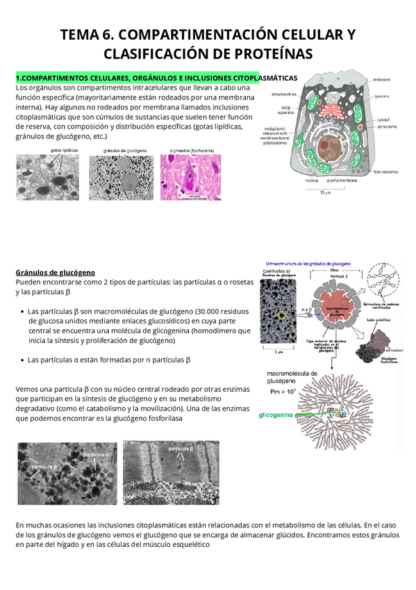Miniatura del documento T6.-Compartimentizacion-celular-y-clasificacion-de-proteinas.pdf