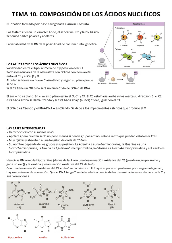 Miniatura del documento T10.-Composicion-de-los-acidos-nucleicos.pdf