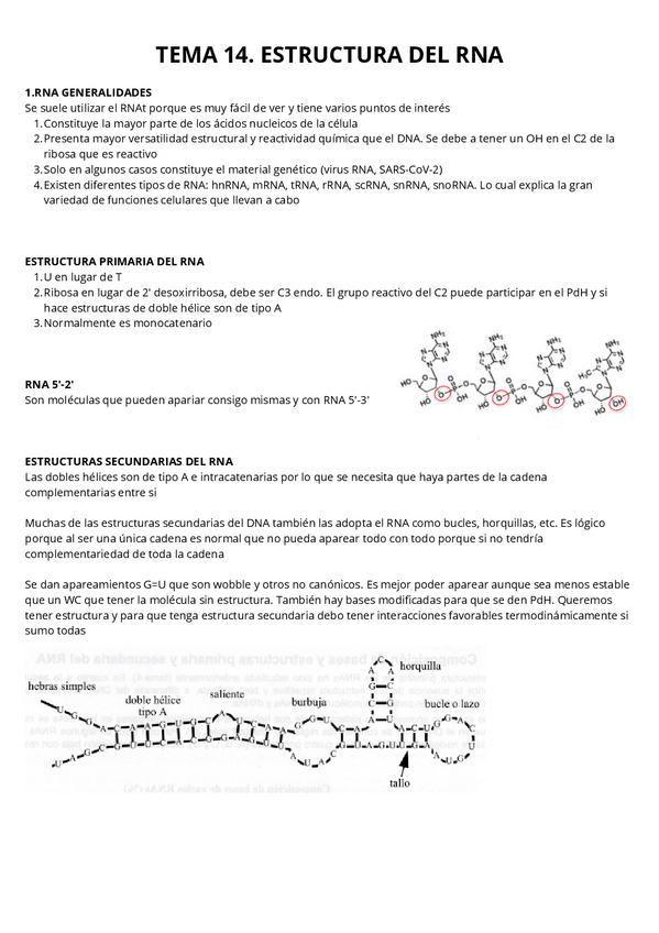 Miniatura del documento T14.-Estructura-del-RNA.pdf