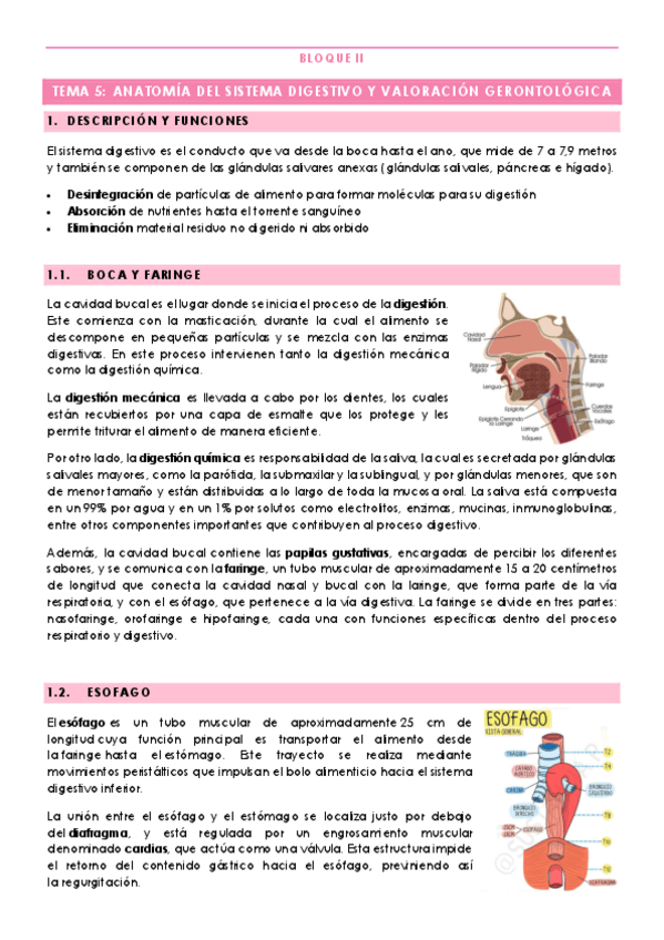 Miniatura del documento TEMA-5-ANATOMIA-DEL-SISTEMA-DIGESTIVO-Y-VALORACION-GERONTOLOGICA.pdf