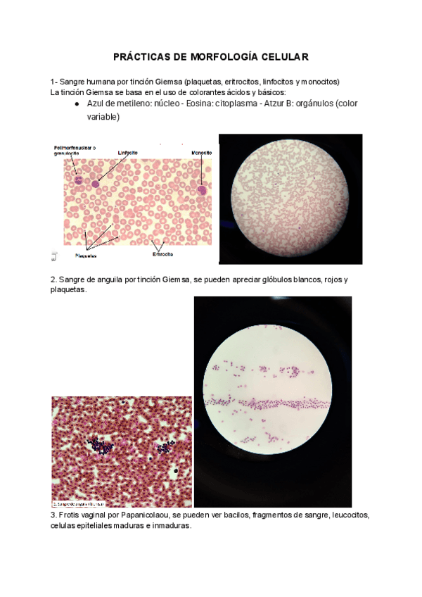 Miniatura del documento Morfologia-celular-imagenes-practicas.pdf