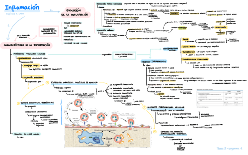 Miniatura del documento T2.-INFLAMACION.pdf