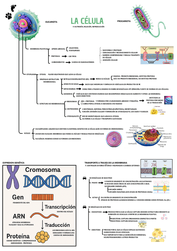 Miniatura del documento TEMA-01-LAS-CELULAS.pdf