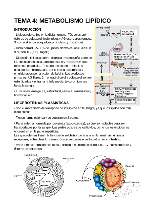 Miniatura del documento T4-Metabolismo-lipidico.pdf